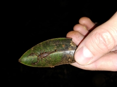 Cercophonius queenslandae