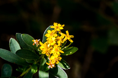 Lasiosiphon macropetalus