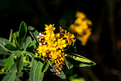 Lasiosiphon macropetalus