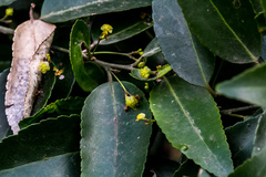 Maytenus peduncularis