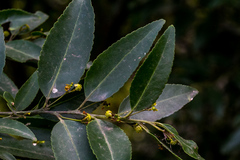 Maytenus peduncularis