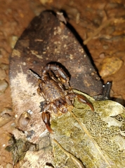 Cercophonius queenslandae