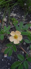 Kallstroemia maxima