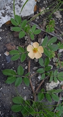 Kallstroemia maxima