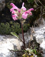 Pedicularis rosea