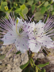 Capparis spinosa