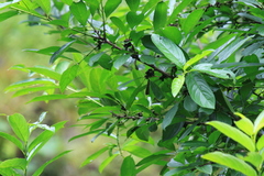 Rhamnus utilis