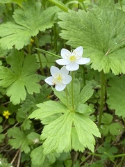 Anemonastrum baicalense
