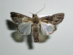 Oncocnemidinae