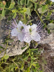 Capparis spinosa