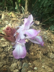 Calathea erythrolepis