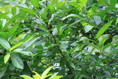Rhamnus utilis