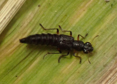 Stenus cicindeloides