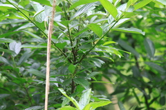 Rhamnus utilis