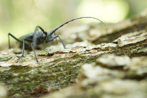 Great capricorn beetle, Baden-Württemberg, DE, photo 10 of 10