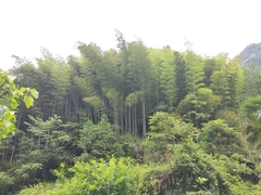 Phyllostachys edulis