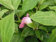 Costus phyllocephalus