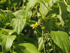 Wollastonia biflora