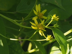 Wollastonia biflora