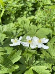 Anemonastrum baicalense