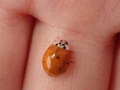 Harmonia axyridis