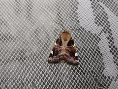 Cosmia diffinis