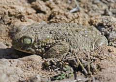 Epidalea calamita