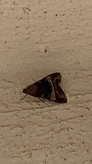 Melipotis fasciolaris