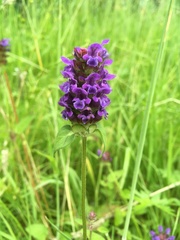 Prunella vulgaris
