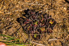 Anacampseros rufescens