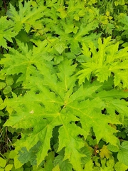 Heracleum mantegazzianum
