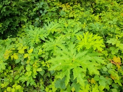 Heracleum mantegazzianum