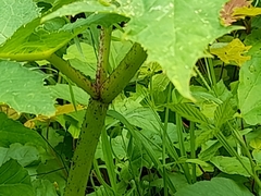 Heracleum mantegazzianum