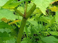Heracleum mantegazzianum