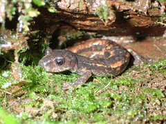 Speleomantes italicus