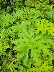 Heracleum mantegazzianum