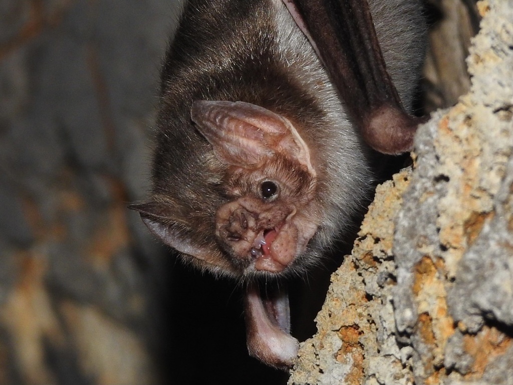 Common Vampire Bat from Ciudad Victoria, TAMPS, MX on July 10, 2021 at ...