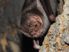 Common Vampire Bat photo 3