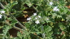 Glandularia quadrangulata