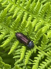 Selatosomus confluens