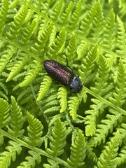 Selatosomus confluens