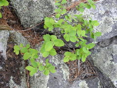 Symphoricarpos albus albus