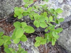 Symphoricarpos albus albus