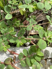 Euphorbia humistrata