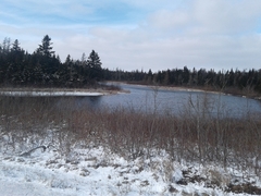 Lophodytes cucullatus