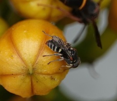 Oxybelus emarginatus