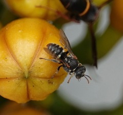 Oxybelus emarginatus