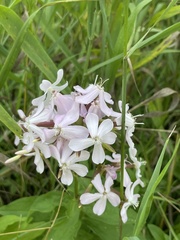 Saponaria