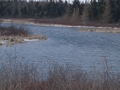 Lophodytes cucullatus