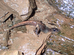 Speleomantes italicus